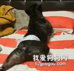 狗狗半夜不睡覺，做出這個動作把主人笑得說不出話！
