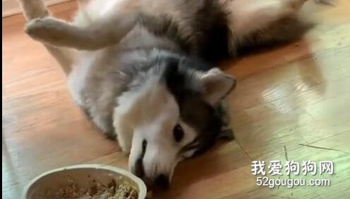 雪橇犬看見同伴沒飯吃，它擺了個很嘚瑟的姿勢，氣死汪了！