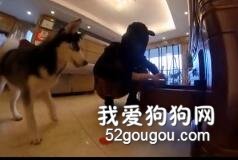 家里進賊，二哈竟說出這種話...