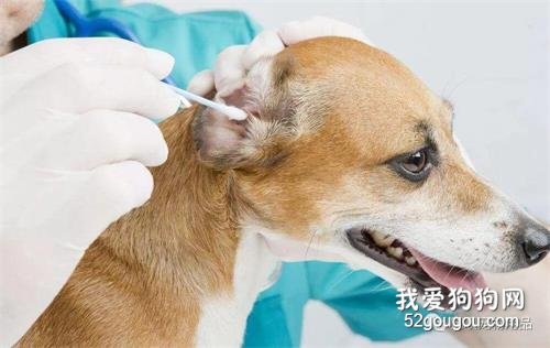狗狗有哪些常見的耳道疾病？