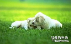 狗狗常見的疾病與預防