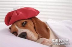 狗狗拉稀嘔吐的原因分析及措施
