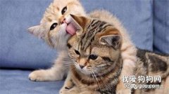 貓咪對主人會有感情嗎？