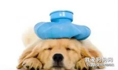 細小，犬瘟是怎么來的？