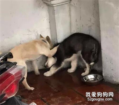 哈士奇在鄉下遇到比它更野的狗，結果這畫面，太心疼狗了...