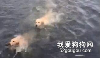 狗狗相約去游泳，都下水了金毛才發現情況不妙
