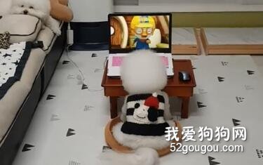 小比熊坐在電腦前看動畫片，這背影…根本就是個小孩子嘛！