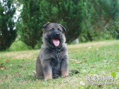 訓犬的目的和意義