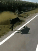 流浪狗狂奔追車求收養，好心人心疼流淚：別再追了......
