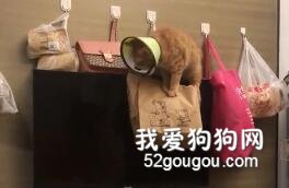 喂狗這件事，我托付給我家貓了！