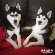 網紅二哈Anuko娶妻生子，走上狗生巔峰！