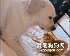 有了嬌妻一樣的喵星人，拉布拉多卻很不滿