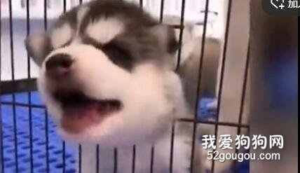 二哈屢次裝作被卡住，發現沒人管后，它生氣了！
