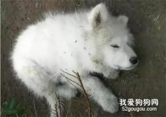 電車被偷，主人竟然打薩摩泄憤，可薩摩卻有這樣的舉動...