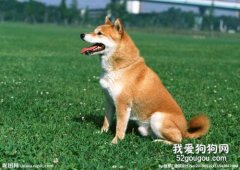 狗狗在多大年齡訓練是黃金時間，您知道嗎？