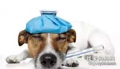 狗狗為什么要打疫苗，狗狗打疫苗的好處？