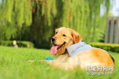 在室內或室外飼養狗狗需要注意什么？