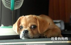 狗狗的排便狀態是健康情況的警示燈！