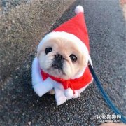 冬季養狗狗，最常見誤區！