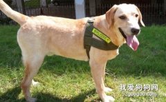 母狗為什么不發情？狗不發情的原因有哪些？
