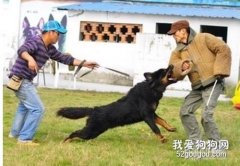狗狗咬人的這10個原因你必須知道!