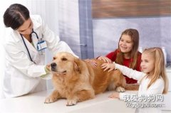 怎么防治狗狗肺炎？