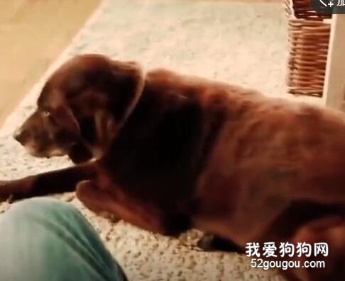主人家的狗狗放了一串連環屁，貓都躲得遠遠的了，但最后...
