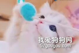 jio到用時方恨短，這是誰家的小可愛！
