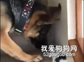 狗狗和小喵咪爬樓梯，狗狗嫌貓咪爬的慢，最后...