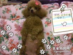 秋季寵物懷孕，該從哪些營養方面給與補充？