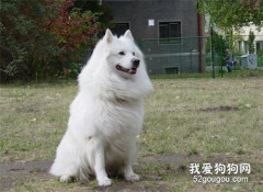 狗狗不吃不喝怎么辦？