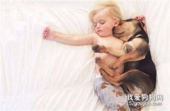 生活中關于狗狗的16個冷知識
