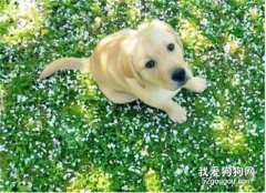 狗狗為什么要吃草
