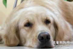 狗狗鼻頭褪色的原因