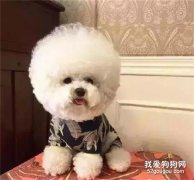 狗狗吃糖有哪些害處？