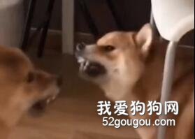 戀愛時 VS 結婚后，哈哈簡直太真實了！