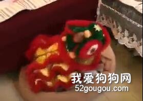 網友給狗狗買了一身衣服后……在家就能看舞獅了！