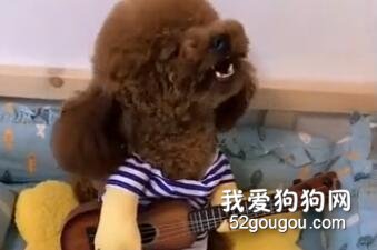 主人問泰迪你想干啥，泰迪說，我想去土耳其，主人回復亮了