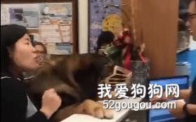 狗狗打完針竟然去找醫生吵架。。。