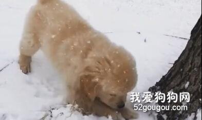 前方高萌！軟乎乎小奶狗不了解一下嗎？