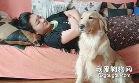 看到熟睡的主人要從沙發上掉下來，大金毛的反應……超暖！