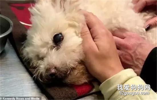 給狗狗安樂死，這才是攝影師拍下的真相！