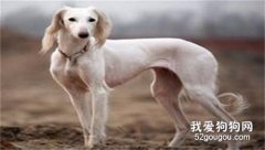 波索爾犬的飼養方法?