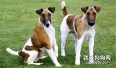 平毛獵狐梗的飼養方法