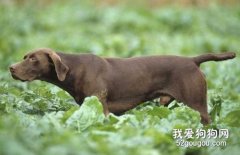 專家教你如何訓練指示犬
