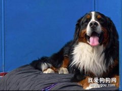 專家教你如何訓練瑞士伯恩山犬