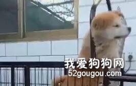給狗子買跑步機讓它運動，結果磨著磨著，腿短了...