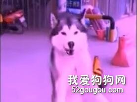 女生看到帥哥vs男生看到美女，哈哈哈我笑到頭掉！