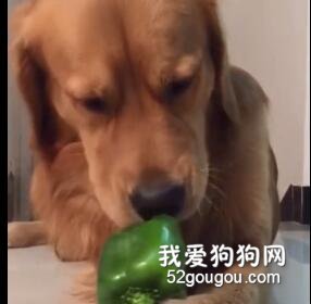 看完這只素食狗子的吃播，忍不住也想來兩口…