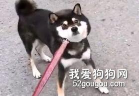 在倔強的靈魂，也抵擋不住美食的誘惑！
